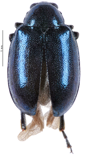  ( - CCDB-46111-A04)  @11 [ ] CreativeCommons - Attribution Share-Alike (2024) Hathal M Aldhafer King Saud University, Museum of Arthropods