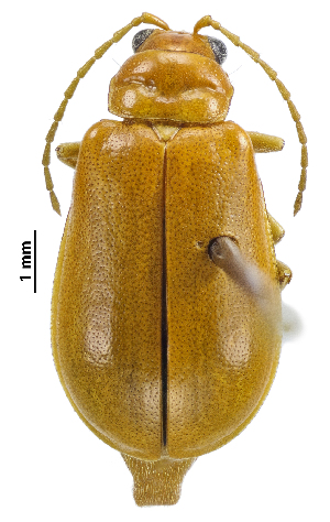  ( - CCDB-46111-G04)  @11 [ ] CreativeCommons - Attribution Share-Alike (2024) Hathal M Aldhafer King Saud University, Museum of Arthropods