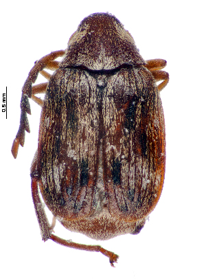 ( - CCDB-46112-C03)  @11 [ ] CreativeCommons - Attribution Share-Alike (2024) Hathal M Aldhafer King Saud University, Museum of Arthropods