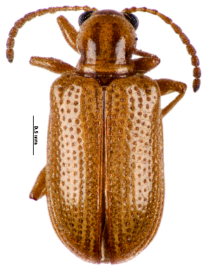  (Oulema infima - CCDB-46111-E01)  @11 [ ] CreativeCommons - Attribution Share-Alike (2024) Hathal M Aldhafer King Saud University, Museum of Arthropods
