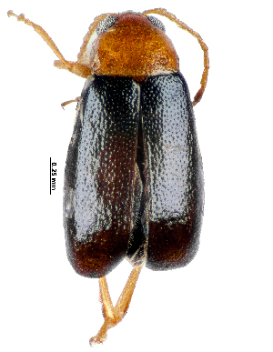  ( - CCDB-46111-E06)  @11 [ ] CreativeCommons - Attribution Share-Alike (2024) Hathal M Aldhafer King Saud University, Museum of Arthropods