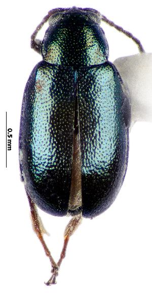  (Phyllotreta cheiranthi - CCDB-46111-H04)  @11 [ ] CreativeCommons - Attribution Share-Alike (2024) Hathal M Aldhafer King Saud University, Museum of Arthropods