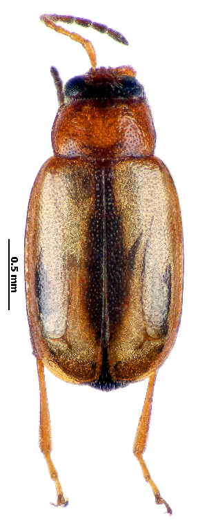  (Phyllotreta lativittata - CCDB-46111-E08)  @11 [ ] CreativeCommons - Attribution Share-Alike (2024) Hathal M Aldhafer King Saud University, Museum of Arthropods