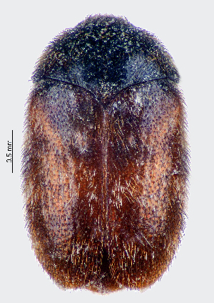  ( - CCDB-46112-H06)  @11 [ ] CreativeCommons - Attribution Share-Alike (2024) Hathal M Aldhafer King Saud University, Museum of Arthropods