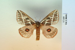  (Eubergia argyrea - BC-CGCM-17.191)  @14 [ ] Copyright (2010) Carlos Mielke Research Collection of Carlos Mielke