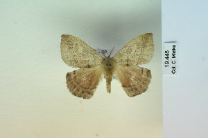  (Prohylesia rosalinda - BC-CGCM-19.448)  @14 [ ] Copyright (2010) Carlos Mielke Research Collection of Carlos Mielke