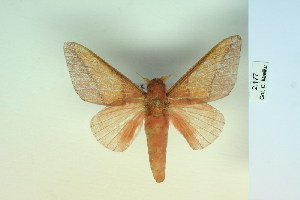  (Adeloneivaia schubarti - BC-CGCM-2.177)  @14 [ ] Copyright (2010) Carlos Mielke Research Collection of Carlos Mielke