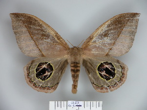  (Leucanella gibbosa - BC-CGCM 23.233)  @14 [ ] Copyright (2010) Carlos Mielke Research Collection of Carlos Mielke