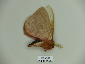  (Cerodirphia flavosignata - BC-CGCM 23.299)  @13 [ ] Copyright (2010) Carlos Mielke Research Collection of Carlos Mielke