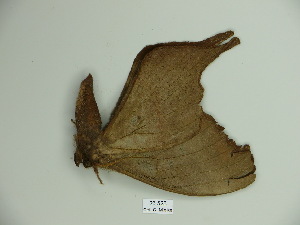  (Paradaemonia balsasensis cearaiana - BC-CGCM 23.523)  @12 [ ] Copyright (2010) Carlos Mielke Research Collection of Carlos Mielke