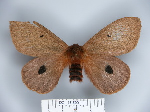  (Eudyaria sigridae - BC-DZ 15.590)  @14 [ ] Copyright (2010) Carlos Mielke Research Collection of Carlos Mielke