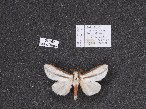  ( - 21.367)  @11 [ ] By-SA Creative Common (2022) Carlos G. Mielke Research collection of Carlos G. Mielke