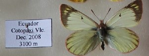  (Colias euxanthe - AVK087)  @14 [ ] Unspecified (default): All Rights Reserved  Unspecified Unspecified
