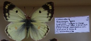  (Colias alta - AVK180)  @12 [ ] Unspecified (default): All Rights Reserved  Unspecified Unspecified