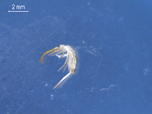  (Entomobrya neotenica - SAEVG_Morph0008)  @11 [ ] Unspecified (default): All Rights Reserved  Unspecified Unspecified