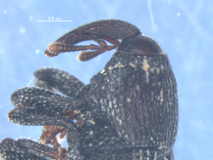  (Melanterius - SAEVG_Morph0308)  @11 [ ] Unspecified (default): All Rights Reserved  Unspecified Unspecified