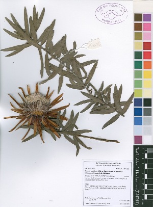  (Protea paludosa subsp secundifolia - Burrows13473)  @11 [ ] No Rights Reserved  Unspecified Unspecified