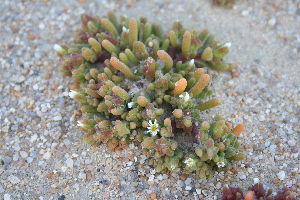  (Mesembryanthemum nodiflorum - AM0043)  @11 [ ] CreativeCommons - Attribution Non-Commercial Share-Alike (2011) Maria (Masha) Kuzmina Canadian Center for DNA Barcoding