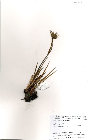  (Dilatris pillansii - AM0140)  @11 [ ] No Rights Reserved  Unspecified Unspecified