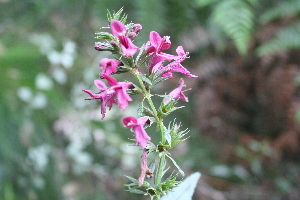  (Stachys thunbergii - AM0200)  @11 [ ] CreativeCommons - Attribution Non-Commercial Share-Alike (2011) Maria (Masha) Kuzmina Canadian Center for DNA Barcoding