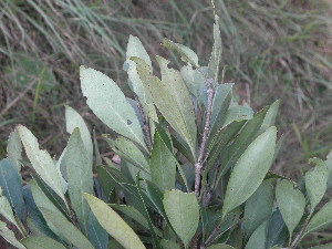  ( - Abbott9239)  @11 [ ] No Rights Reserved  Unspecified Unspecified