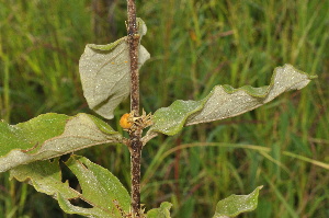 ( - Burrows13394)  @11 [ ] CreativeCommons - Attribution Non-Commercial Share-Alike (2014) John E. Burrows Buffelskloof Nature Reserve Herbarium (BNRH)