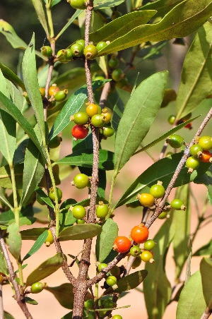  (Tricalysia griseiflora var. barotseana - Burrows13410)  @11 [ ] CreativeCommons - Attribution Non-Commercial Share-Alike (2014) John E. Burrows Buffelskloof Nature Reserve Herbarium (BNRH)