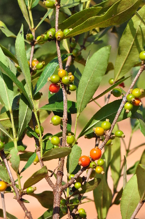  ( - Burrows13410)  @11 [ ] CreativeCommons - Attribution Non-Commercial Share-Alike (2014) John E. Burrows Buffelskloof Nature Reserve Herbarium (BNRH)