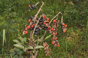  ( - Burrows13412)  @11 [ ] CreativeCommons - Attribution Non-Commercial Share-Alike (2014) John E. Burrows Buffelskloof Nature Reserve Herbarium (BNRH)