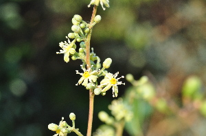  ( - Burrows13436)  @11 [ ] CreativeCommons - Attribution Non-Commercial Share-Alike (2014) John E. Burrows Buffelskloof Nature Reserve Herbarium (BNRH)