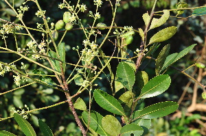  ( - Burrows13436)  @11 [ ] CreativeCommons - Attribution Non-Commercial Share-Alike (2014) John E. Burrows Buffelskloof Nature Reserve Herbarium (BNRH)