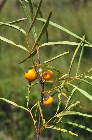  ( - Burrows13451)  @11 [ ] CreativeCommons - Attribution Non-Commercial Share-Alike (2014) John E. Burrows Buffelskloof Nature Reserve Herbarium (BNRH)