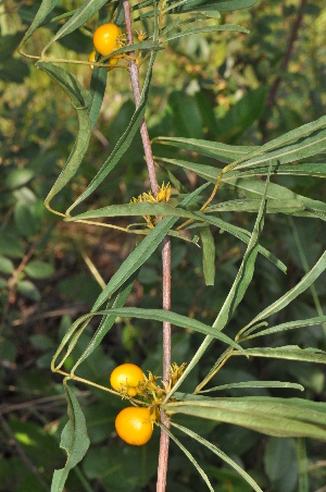  ( - Burrows13451)  @11 [ ] CreativeCommons - Attribution Non-Commercial Share-Alike (2014) John E. Burrows Buffelskloof Nature Reserve Herbarium (BNRH)