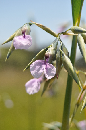  ( - Burrows13479)  @11 [ ] CreativeCommons - Attribution Non-Commercial Share-Alike (2014) John E. Burrows Buffelskloof Nature Reserve Herbarium (BNRH)