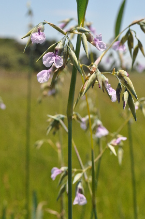  ( - Burrows13479)  @11 [ ] CreativeCommons - Attribution Non-Commercial Share-Alike (2014) John E. Burrows Buffelskloof Nature Reserve Herbarium (BNRH)