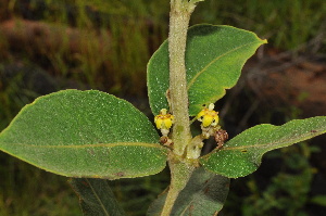  ( - Burrows13484)  @11 [ ] CreativeCommons - Attribution Non-Commercial Share-Alike (2014) John E. Burrows Buffelskloof Nature Reserve Herbarium (BNRH)