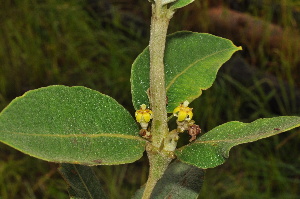  ( - Burrows13484)  @11 [ ] CreativeCommons - Attribution Non-Commercial Share-Alike (2014) John E. Burrows Buffelskloof Nature Reserve Herbarium (BNRH)