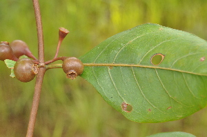  ( - Burrows13502)  @11 [ ] CreativeCommons - Attribution Non-Commercial Share-Alike (2014) John E. Burrows Buffelskloof Nature Reserve Herbarium (BNRH)