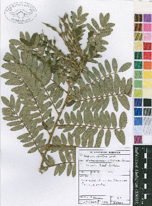 (Sophora velutina subsp zimbabweensis - Crouch_s.n_BNRH0017305)  @11 [ ] No Rights Reserved  Unspecified Unspecified