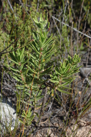  (Lobostemon argenteus - DGE138-26.03.2011)  @11 [ ] No Rights Reserved  Unspecified Unspecified