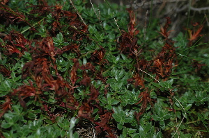  (Crassula obtusa - DGE150-26.03.2011)  @11 [ ] No Rights Reserved  Unspecified Unspecified