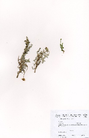 (Arctotheca prostrata - DGE151-26.03.2011)  @13 [ ] No Rights Reserved  Unspecified Unspecified