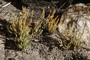  (Crassula muscosa - DGE152-26.03.2011)  @11 [ ] No Rights Reserved  Unspecified Unspecified