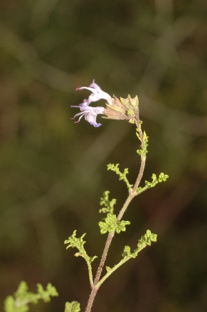  (Salvia namaensis - DGE199-26.03.2011)  @11 [ ] No Rights Reserved  Unspecified Unspecified
