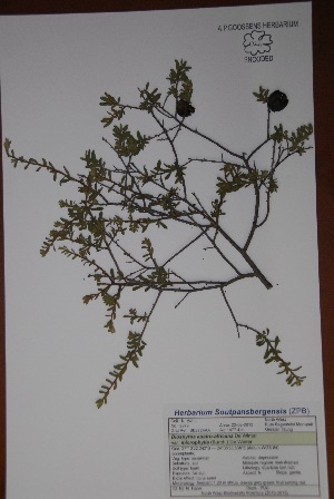  (Diospyros austro-africana var. microphylla - Hahn2979)  @11 [ ] No Rights Reserved  Unspecified Unspecified