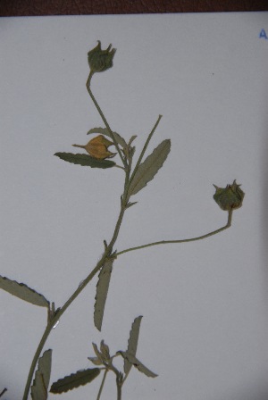  ( - K-0005b)  @11 [ ] No Rights Reserved  Unspecified Unspecified