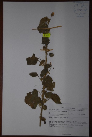  (Abutilon pycnodon - K-0340)  @11 [ ] No Rights Reserved  Unspecified Unspecified