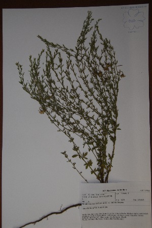  (Menodora heterophylla - K-0579)  @11 [ ] No Rights Reserved  Unspecified Unspecified
