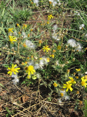  (Senecio consanguineus - KMS-0055)  @11 [ ] No Rights Reserved  Unspecified Unspecified