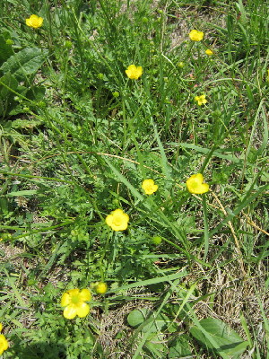  (Ranunculus multifidus - KMS-0125)  @11 [ ] No Rights Reserved  Unspecified Unspecified